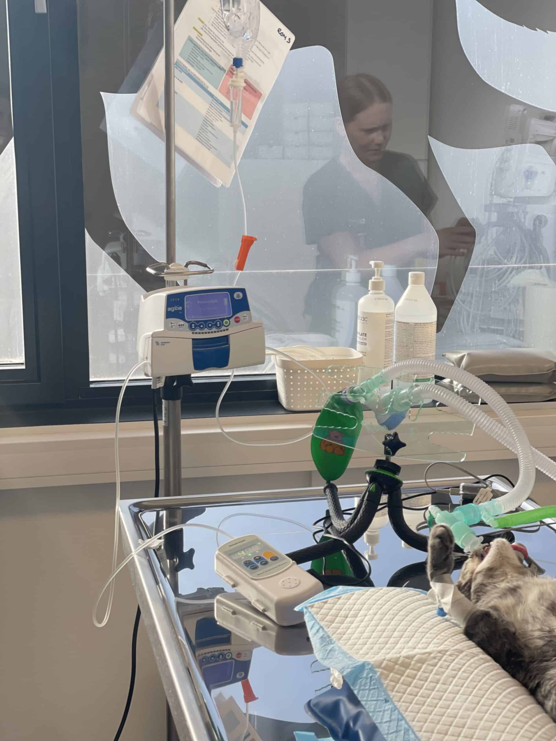 Katt i narkose på operasjonsbord