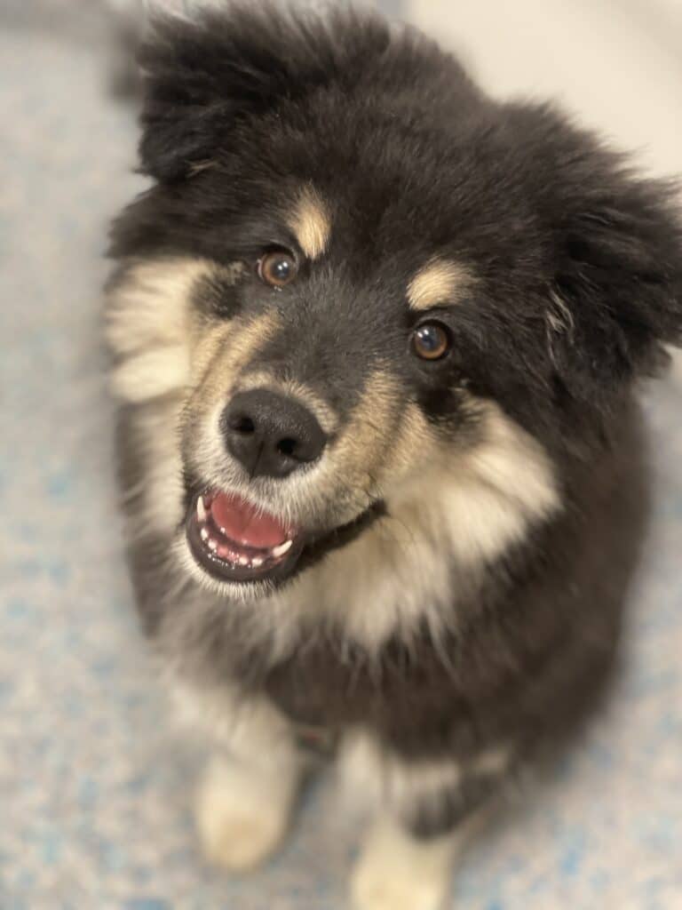 Valp veterinær søkes