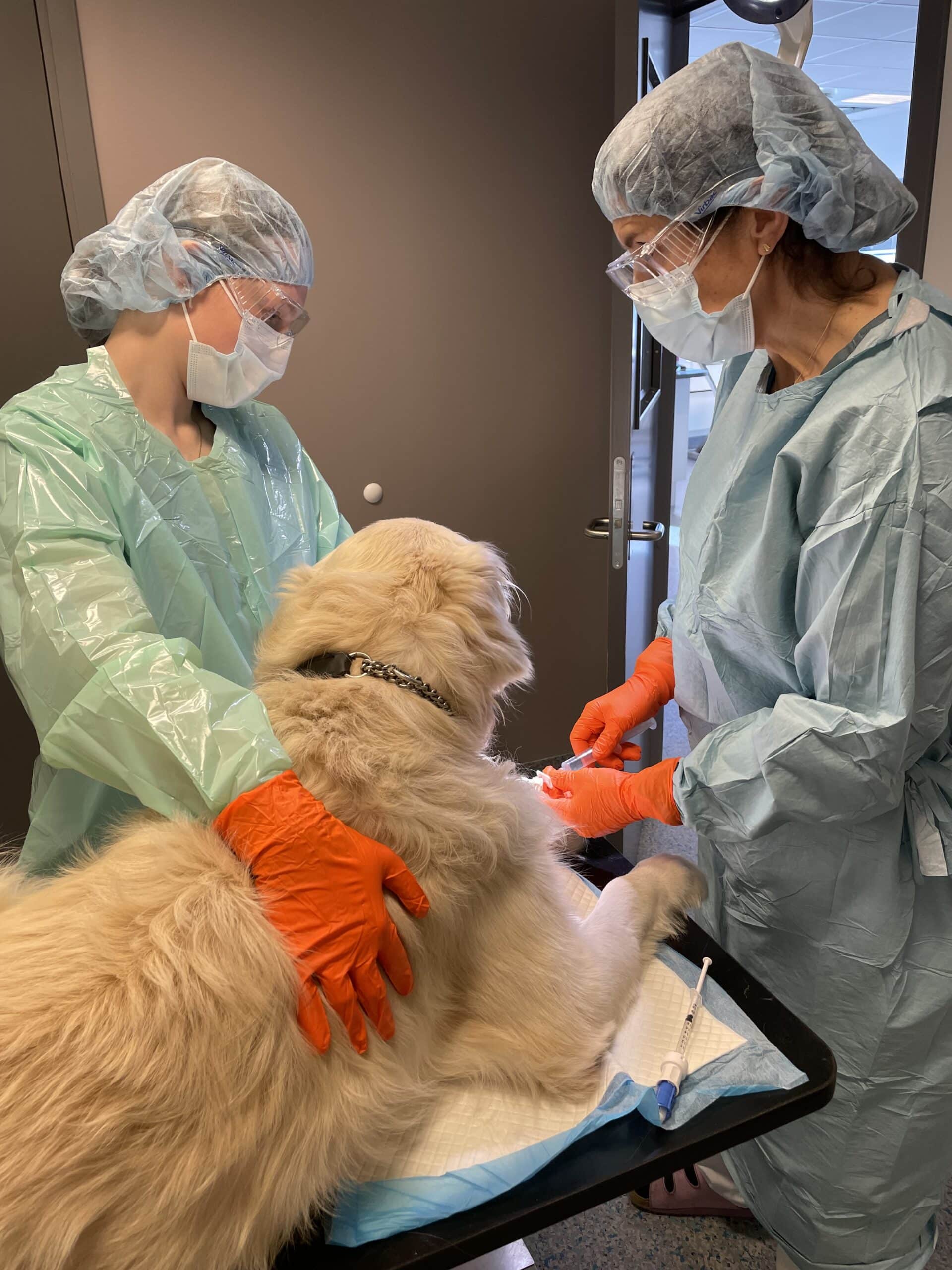 Henvisning Cytostatikabehandling av hund