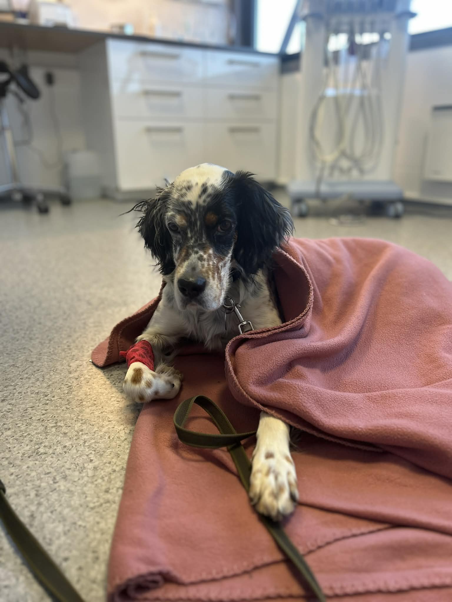 Hund som våkner på gulvet