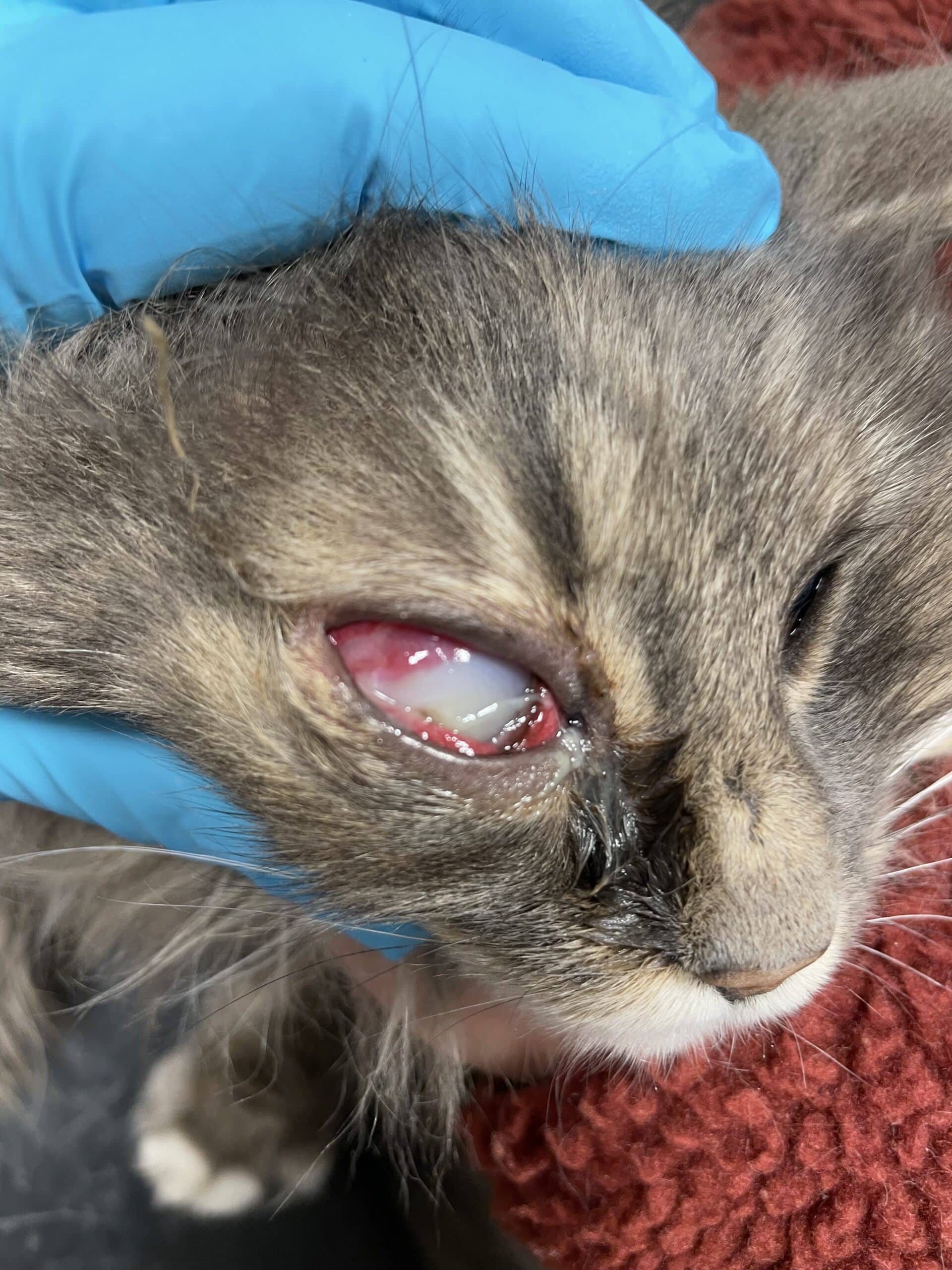 Katt med skadet øye oftalomologi